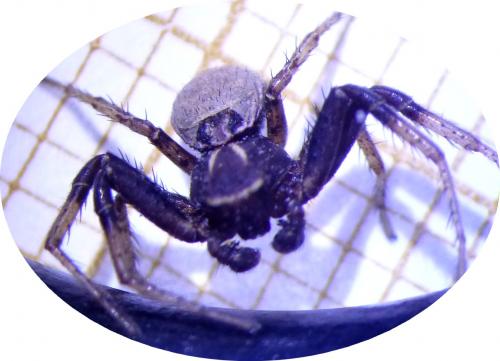 Réf. 181 559 : Xysticus cristatus